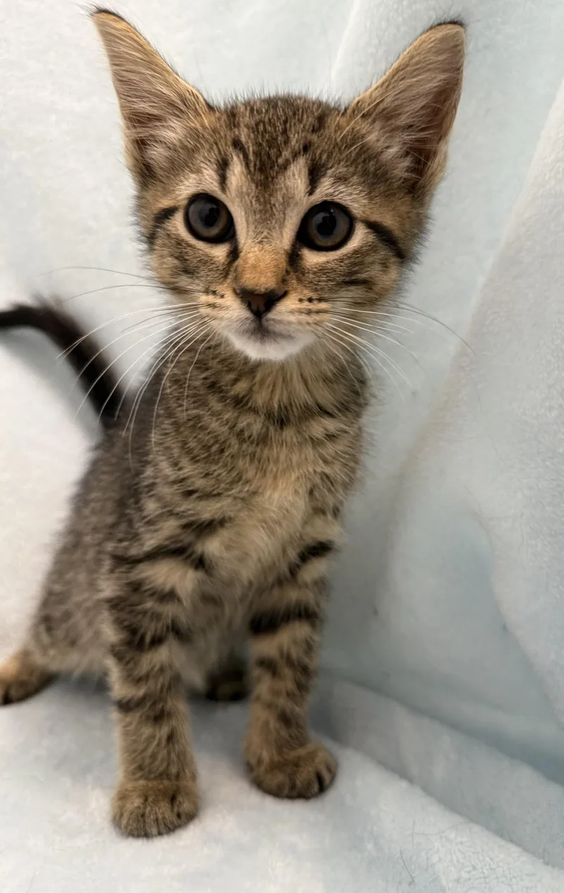 A baby medium-sized female Tabby (Brown / Chocolate) Domestic Short Hair cat named Jilly for adoption in Greensboro, NC