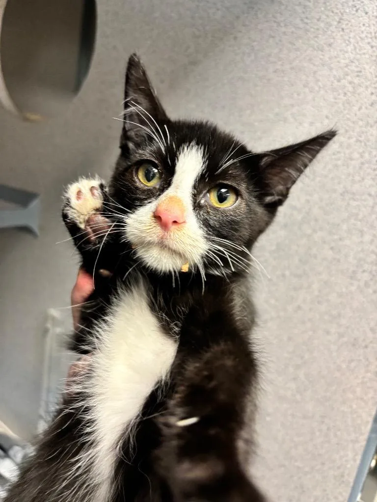 A baby small-sized male Domestic Short Hair cat named Kolbi for adoption in Liverpool, NY