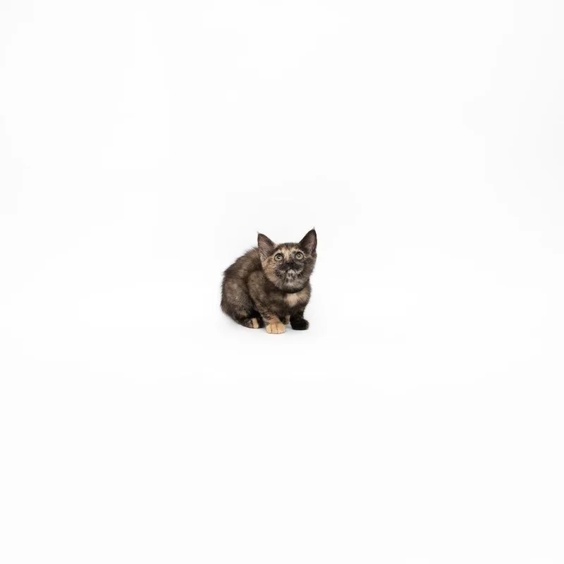 A baby small-sized female Tortoiseshell Domestic Short Hair cat named Reagan for adoption in Playa Vista, CA