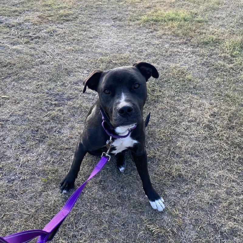 An adult medium-sized male Black American Staffordshire Terrier dog named Casper for adoption