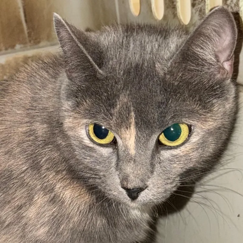 A senior small-sized female Tortoiseshell Domestic Short Hair cat named Karen for adoption in Huntsville, AL