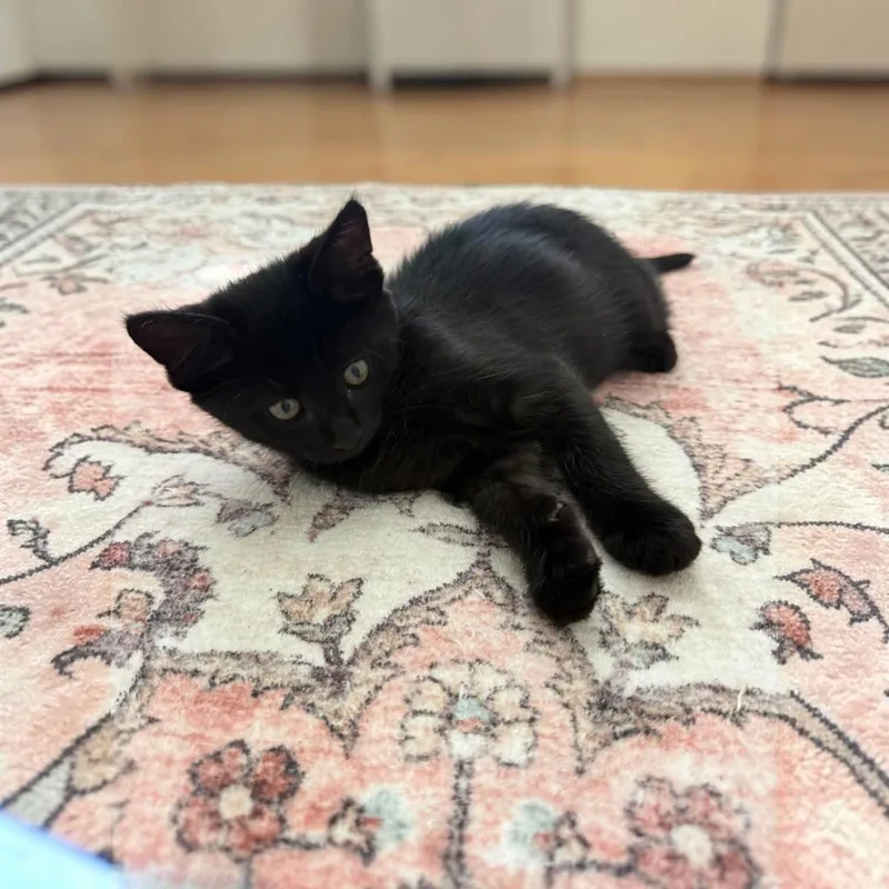 A baby medium-sized male Black Domestic Short Hair cat named Bagheera for adoption in Fort Worth, TX