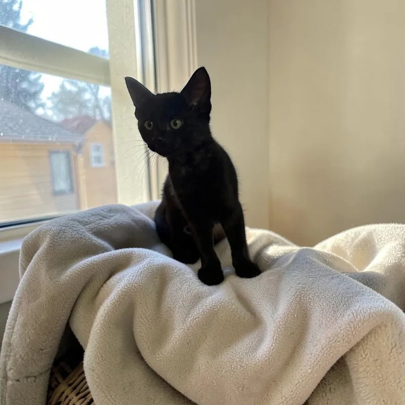 Bagheera thumbnail 2