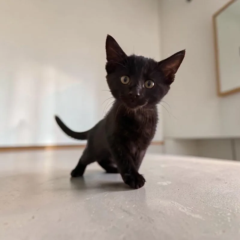 Bagheera thumbnail 4