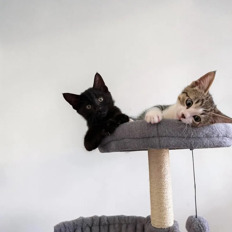 Bagheera thumbnail 5
