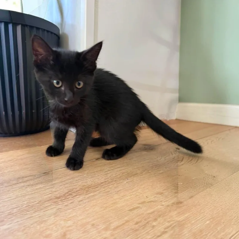 Bagheera thumbnail 6