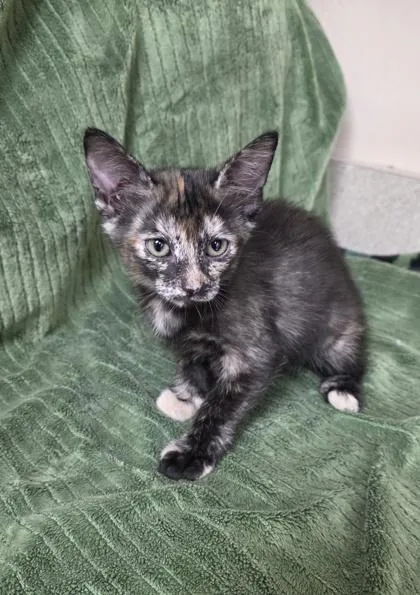 A young small-sized female Domestic Medium Hair cat named Milk Dud for adoption in Phoenix, AZ