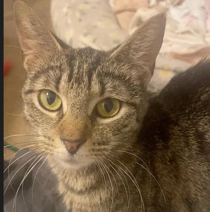 A young medium-sized female Domestic Short Hair cat named Breeze for adoption in Evans, GA