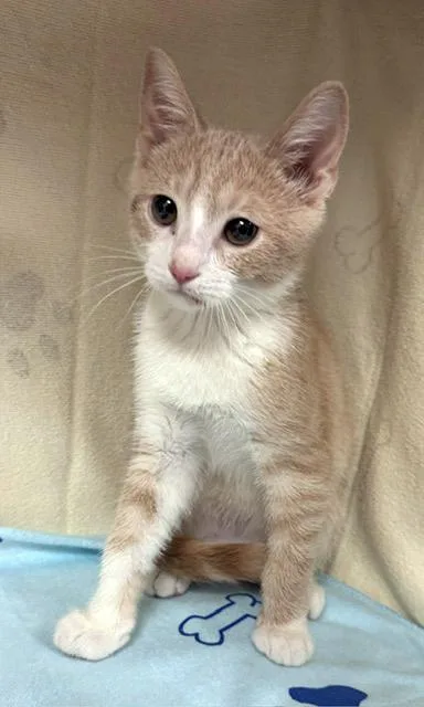 A baby medium-sized male Buff & White Domestic Short Hair cat named Goose for adoption in Lake Monroe, FL