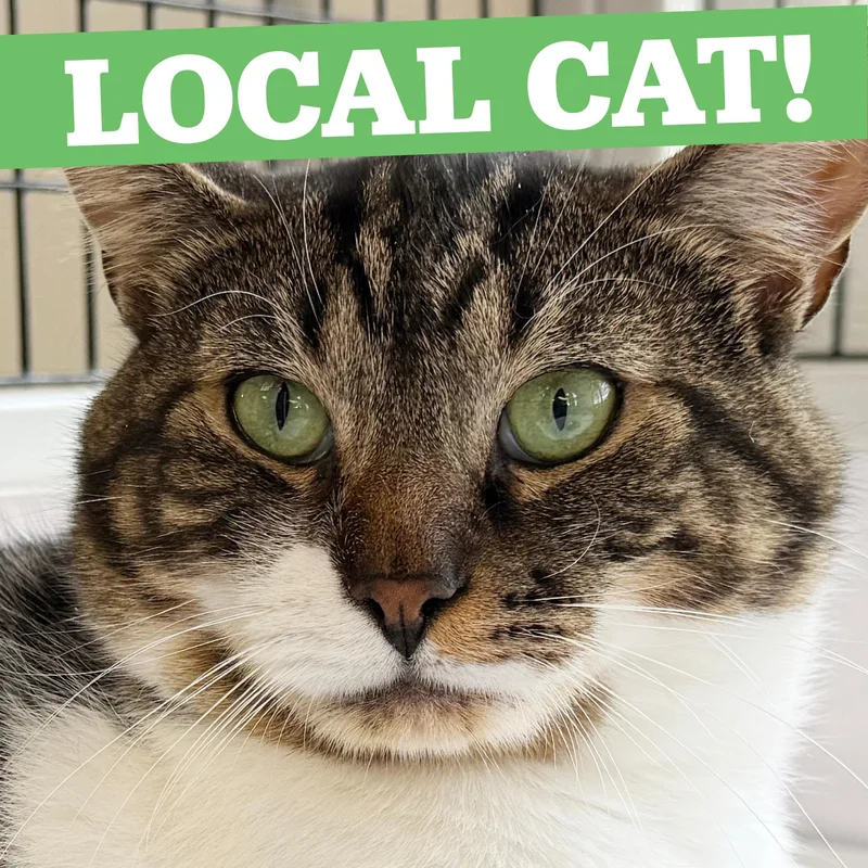 An adult large-sized male Tabby (Tiger Striped) Domestic Short Hair cat named LOCAL CAT  Boone for adoption in Clayville, RI
