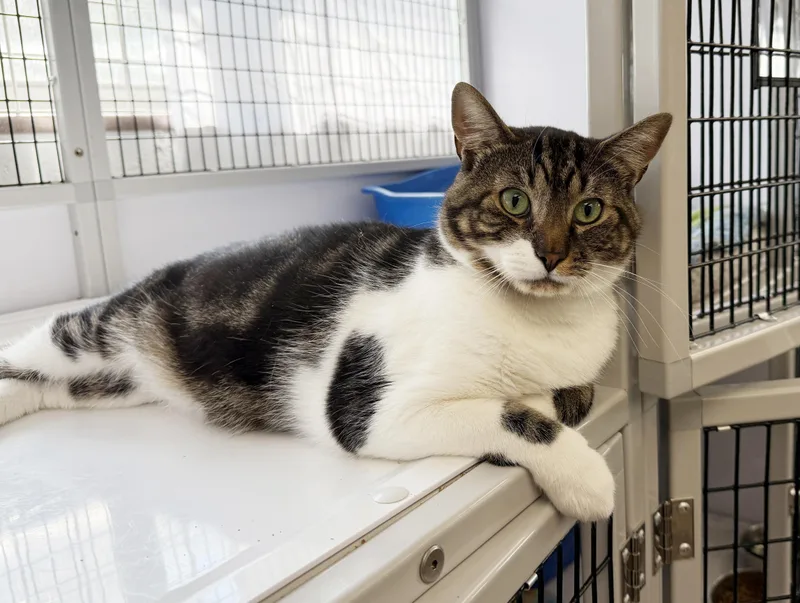 LOCAL CAT  Boone thumbnail 2
