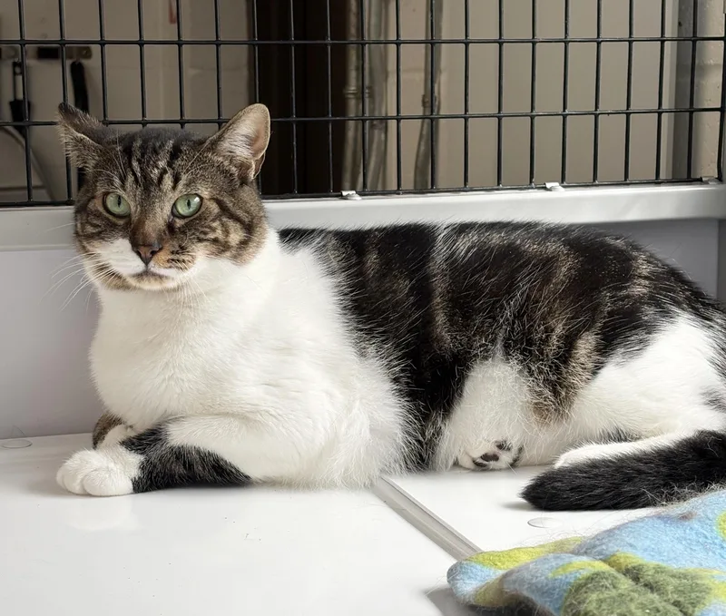 LOCAL CAT  Boone thumbnail 3