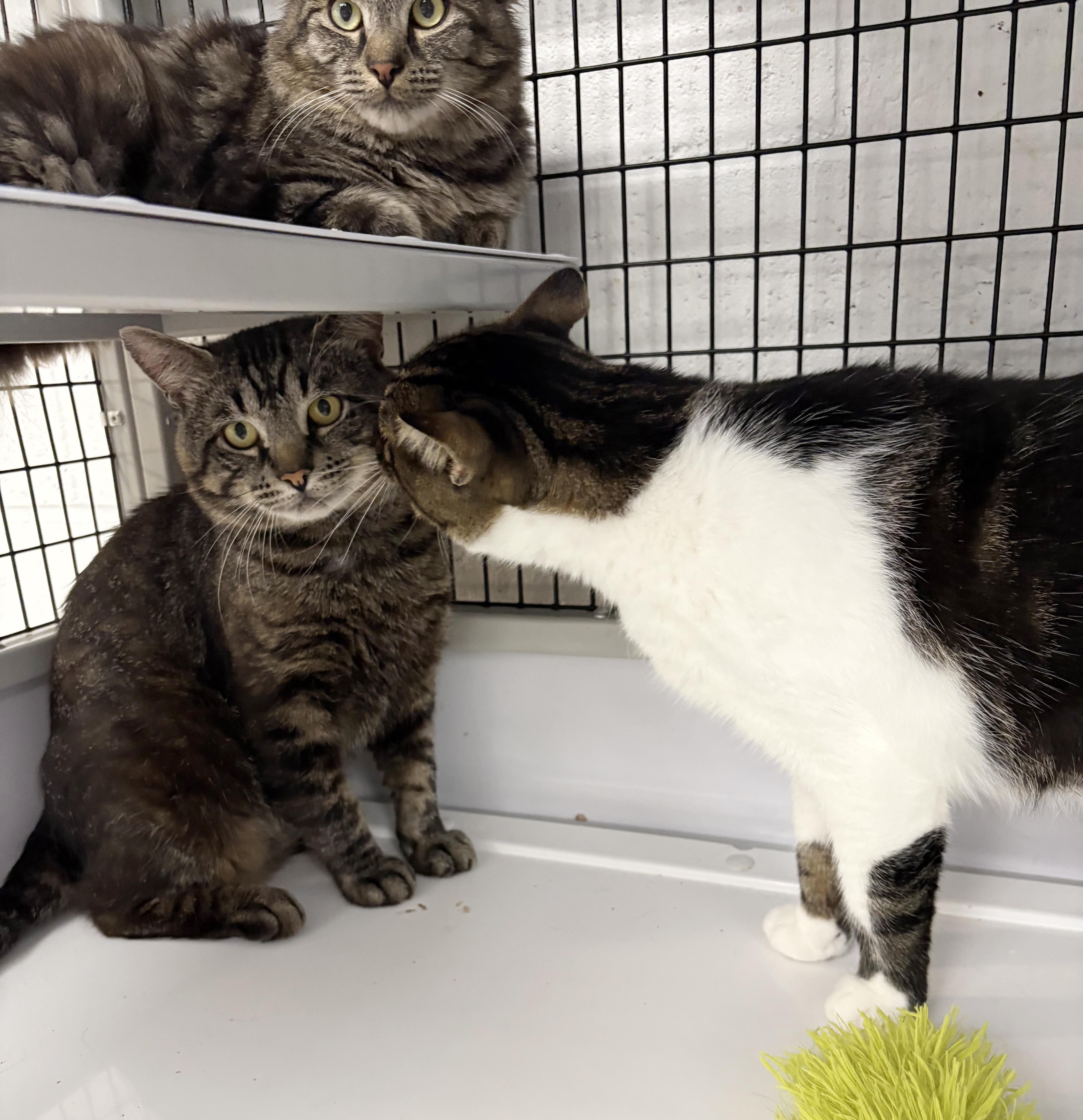 LOCAL CAT  Boone thumbnail 4