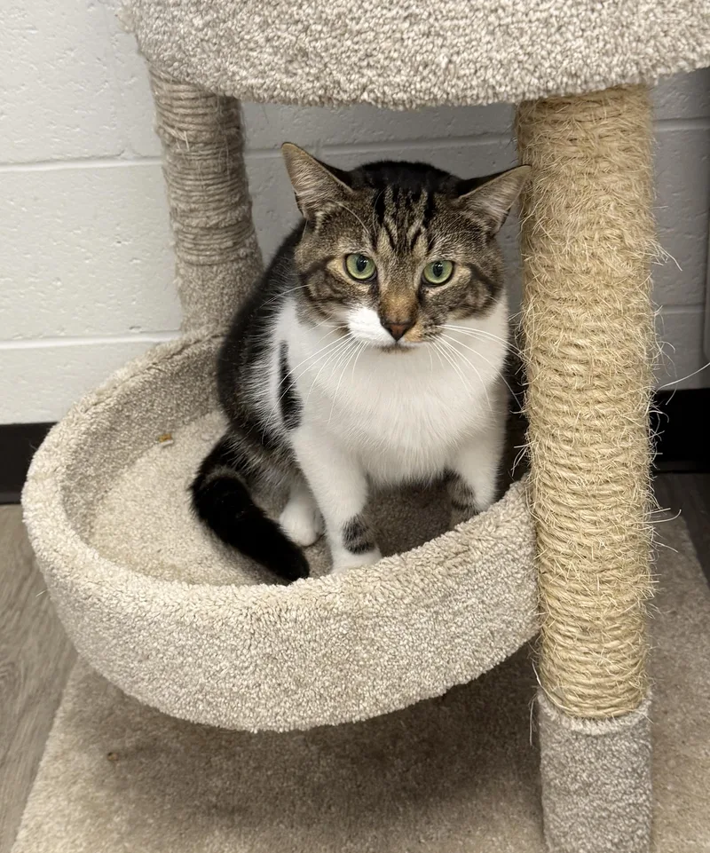 LOCAL CAT  Boone thumbnail 5