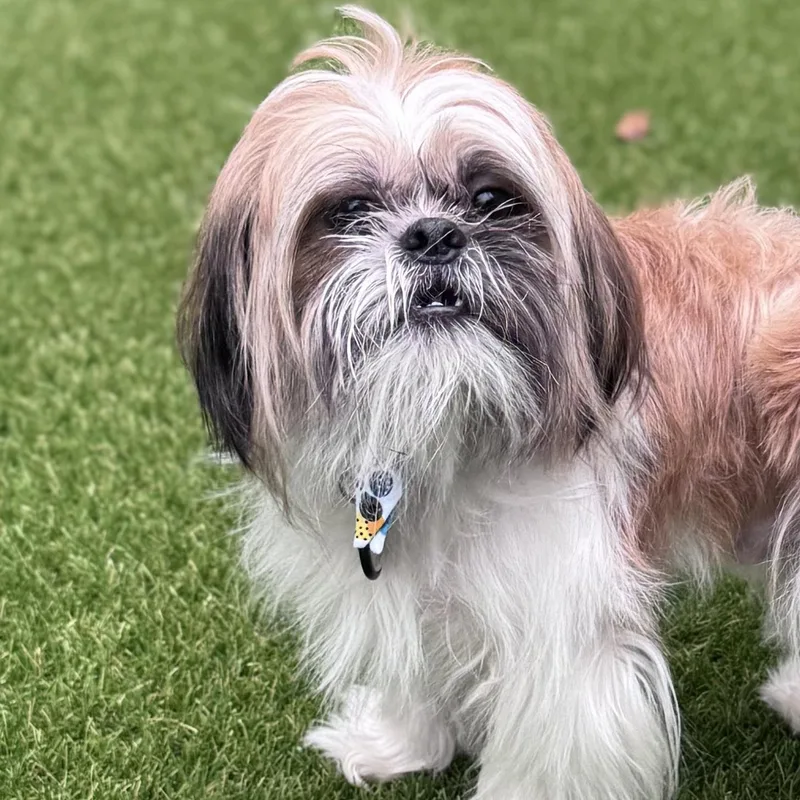 A young small-sized male White / Cream Shih Tzu dog named Casey Your New Best for adoption in Houston, TX