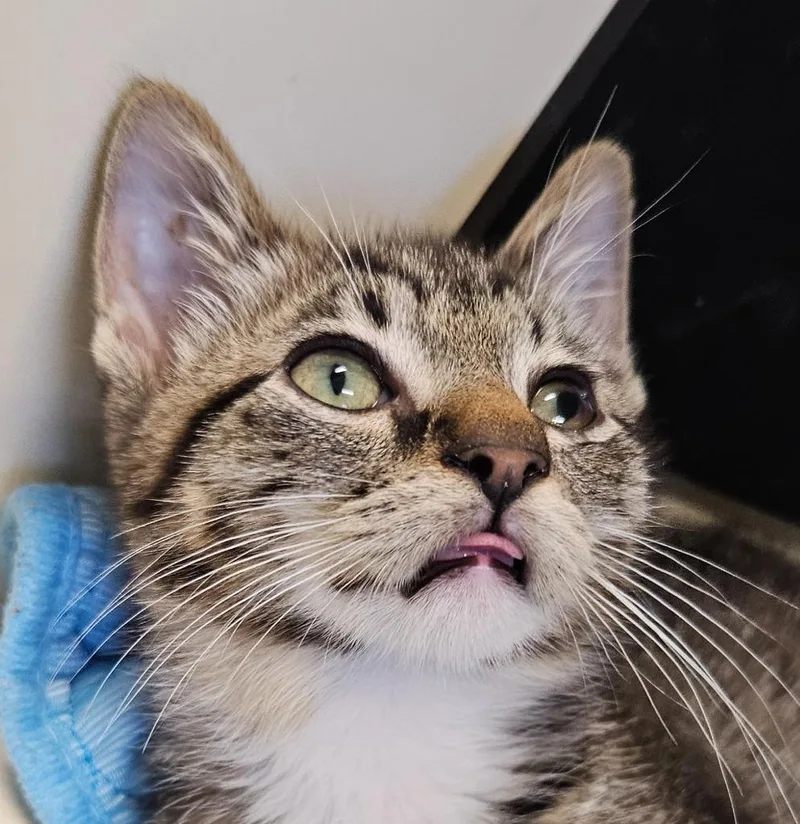 A baby small-sized male Domestic Short Hair cat named Saladin for adoption in Bloomington, IN