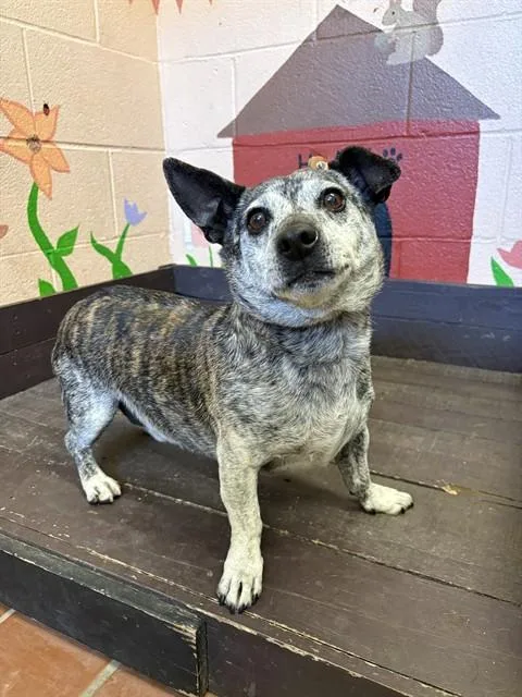 An adult medium-sized male Terrier dog named Tiger for adoption in Castaic, CA