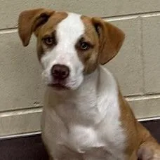 A baby medium-sized female Red / Chestnut / Orange Pit Bull Terrier dog named Charlotte for adoption in Norman, OK