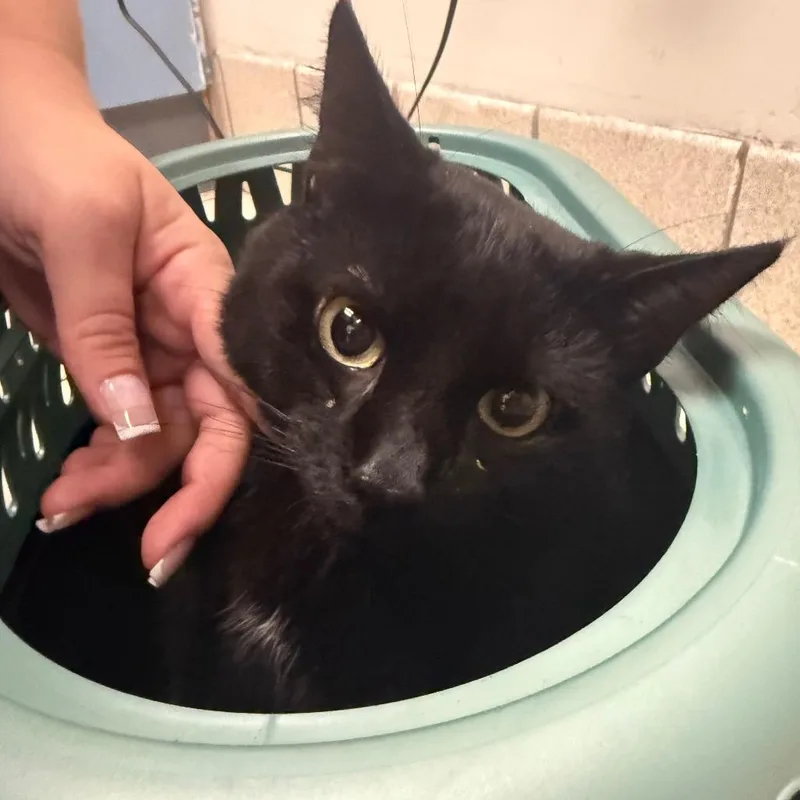 An adult medium-sized male Black Domestic Medium Hair cat named Ronald for adoption in Charleston, WV