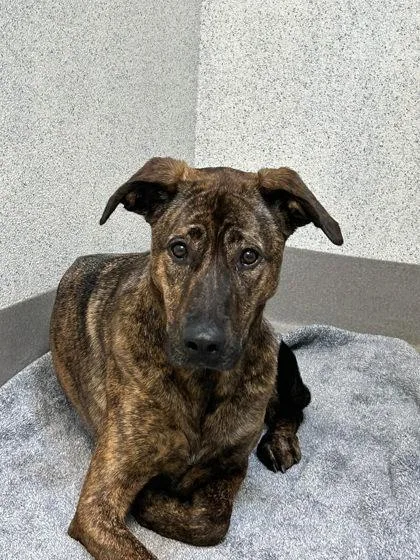 An adult large-sized female Hound dog named Champurrado for adoption in Roseville, CA