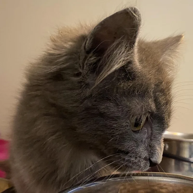 A baby small-sized female Gray / Blue / Silver Domestic Long Hair cat named 72291 for adoption in Harrisonburg, VA