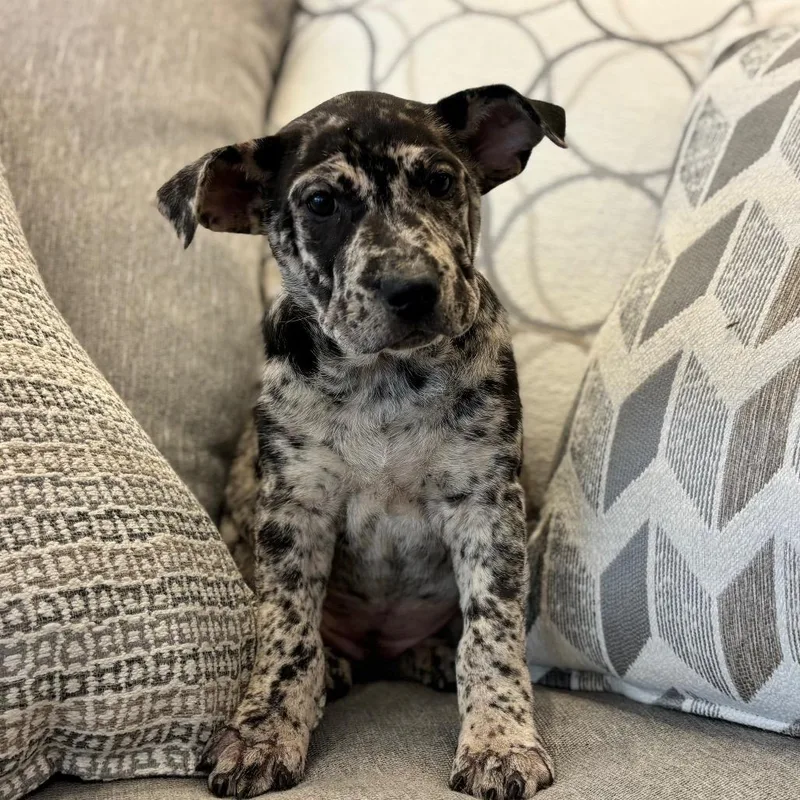 A baby small-sized female Gray / Blue / Silver Mixed Breed dog named Andromeda for adoption in Park City, UT