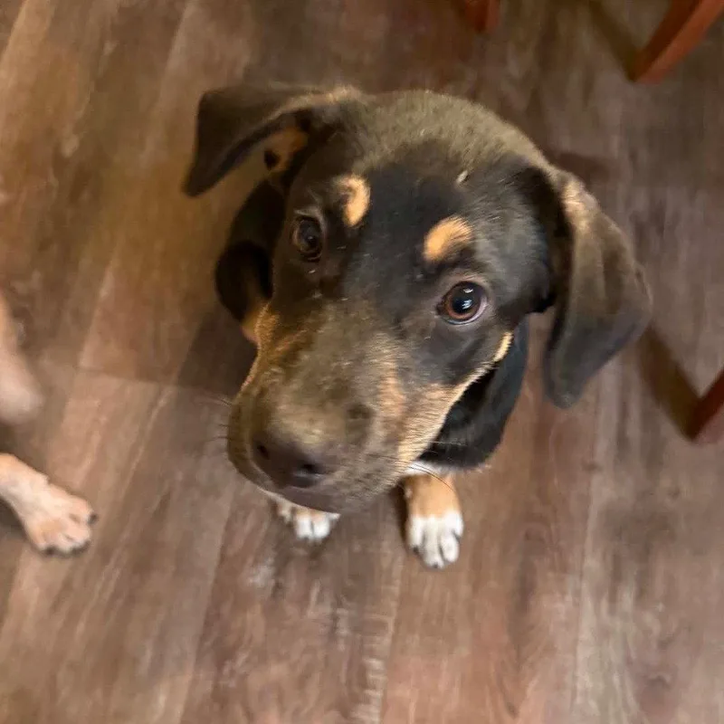 A baby large-sized male German Shepherd Dog dog named Peanut for adoption in Bloomfield, CT
