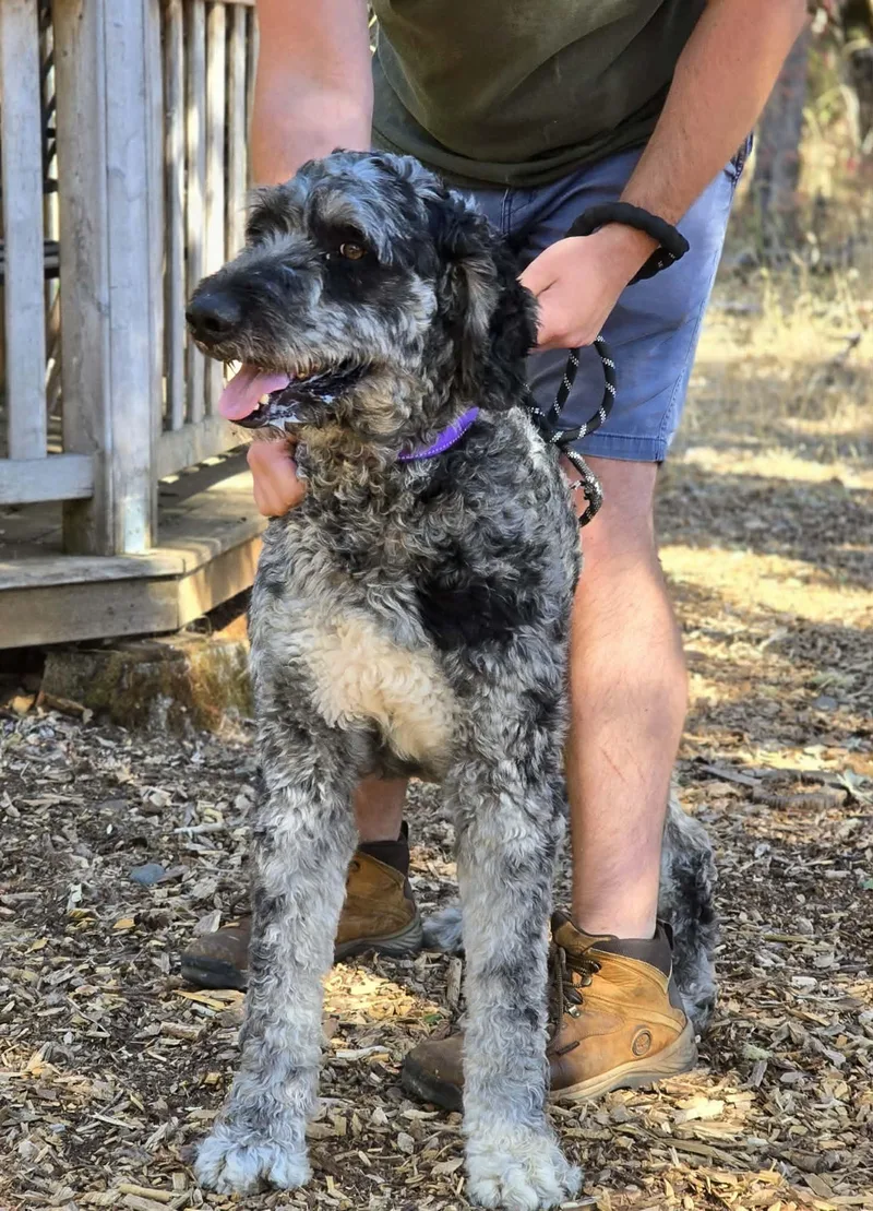 An adult large-sized male Merle (Blue) Labradoodle dog named Bodie for adoption in Grants Pass, OR