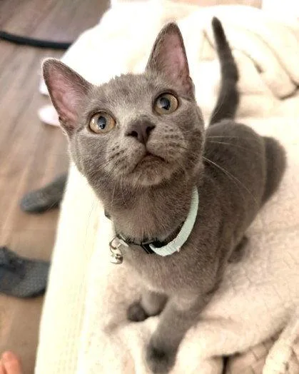 A baby medium-sized female Gray / Blue / Silver Domestic Short Hair cat named Satin Willow Grove PA for adoption in Greenville, DE