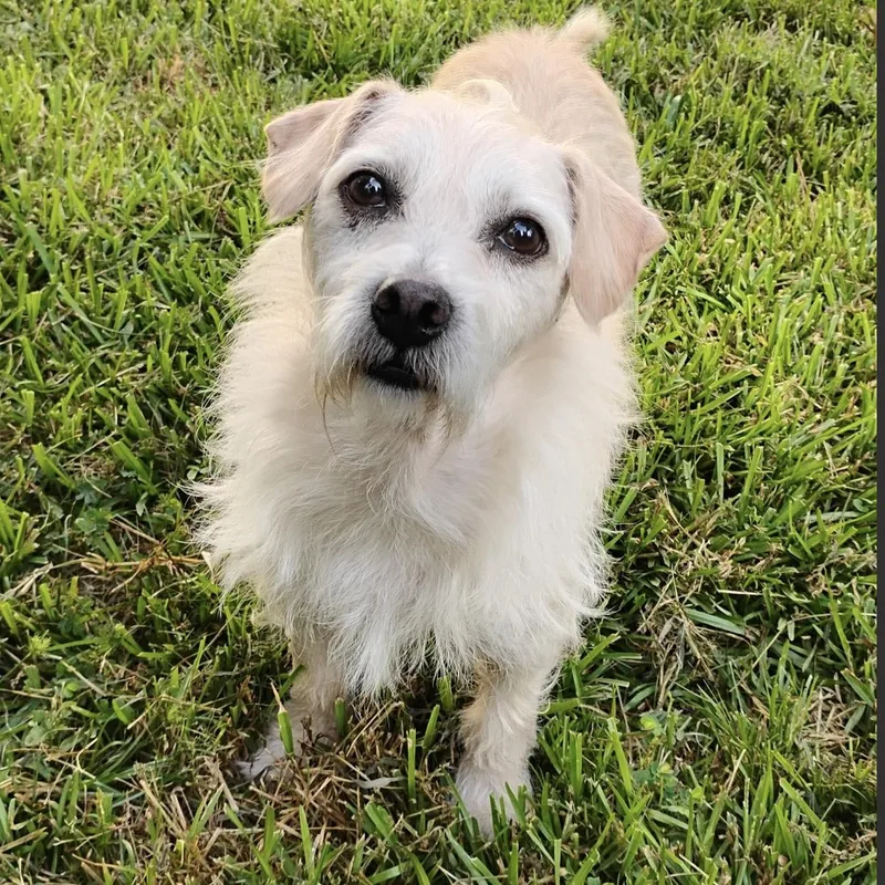 A young small-sized male Poodle dog named Duck for adoption in Houston, TX