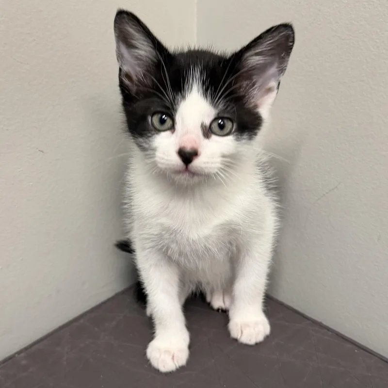 A baby medium-sized male Black & White / Tuxedo Domestic Short Hair cat named Zoo for adoption in Libertyville, IL