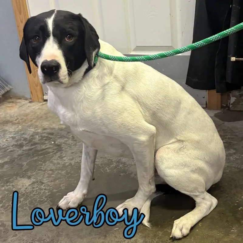 An adult large-sized male Hound dog named Loverboy for adoption in Hillsboro, OH