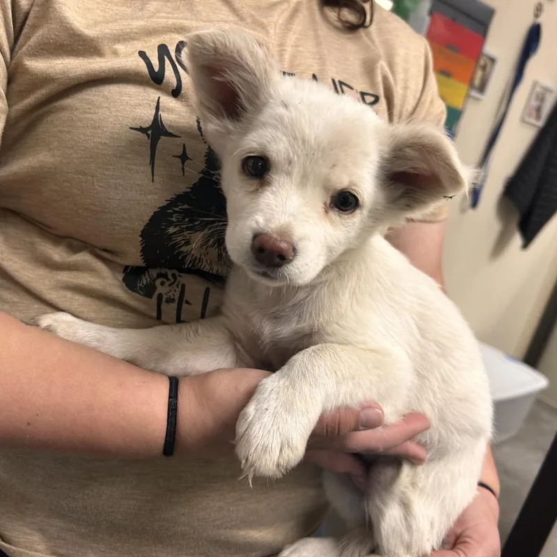 A baby small-sized female White / Cream Mixed Breed dog named Daiseymae for adoption in Mount Gilead, NC