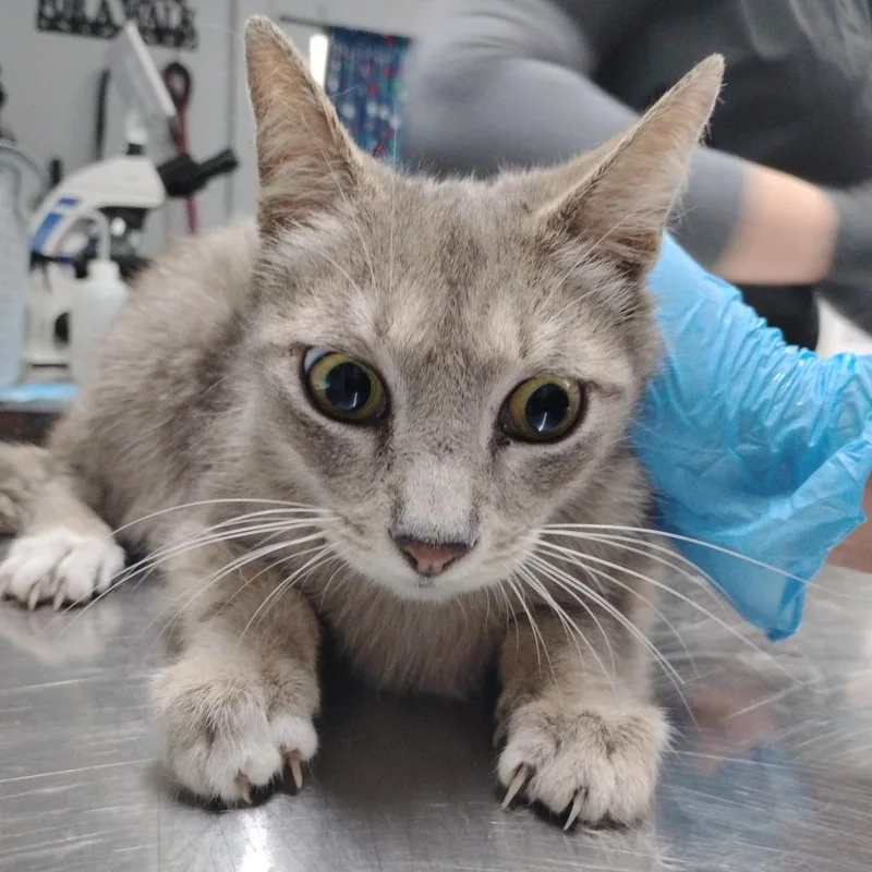 An adult medium-sized female Gray / Blue / Silver Domestic Short Hair cat named Cece for adoption in Summerville, SC