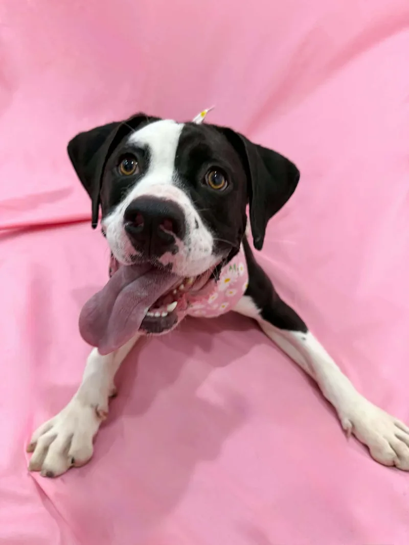 A young large-sized female Pit Bull Terrier dog named Memes for adoption in Salt Lake City, UT