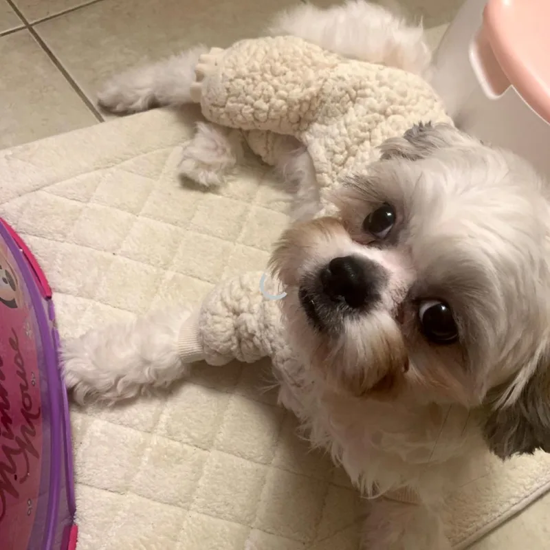 Honeybun thumbnail 2
