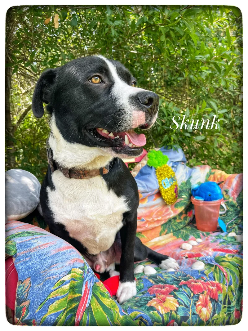 An adult large-sized male American Staffordshire Terrier dog named Skunk for adoption in Sebring, FL