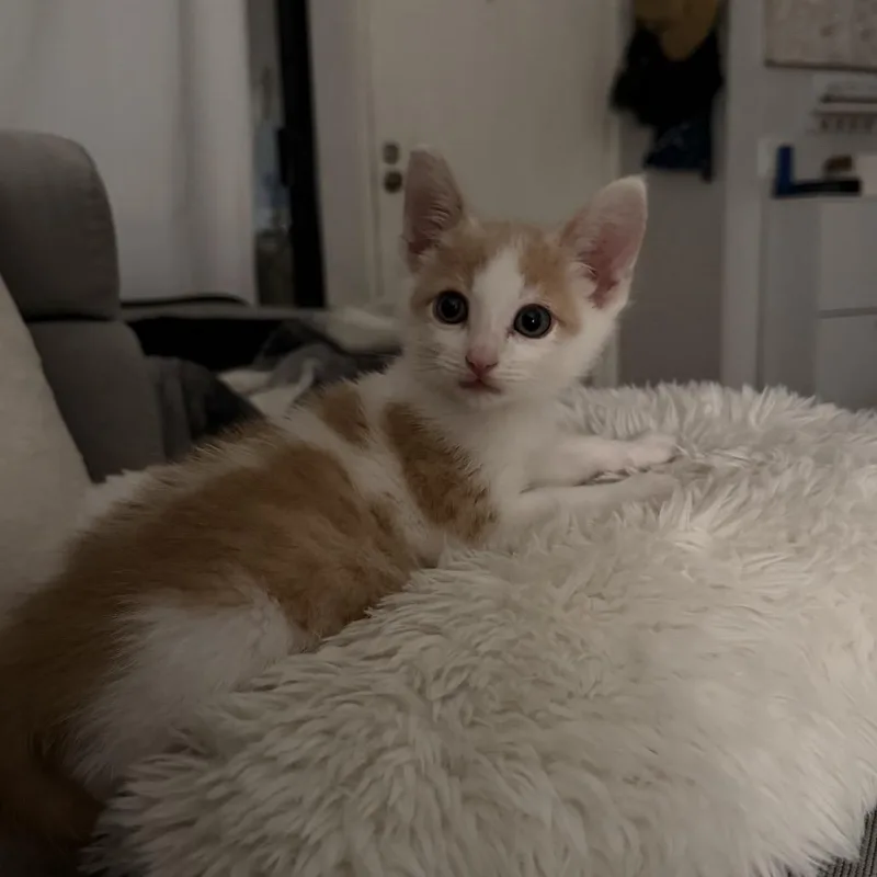 A baby small-sized male Buff / Tan / Fawn Domestic Short Hair cat named Rigatoni for adoption in Tustin, CA