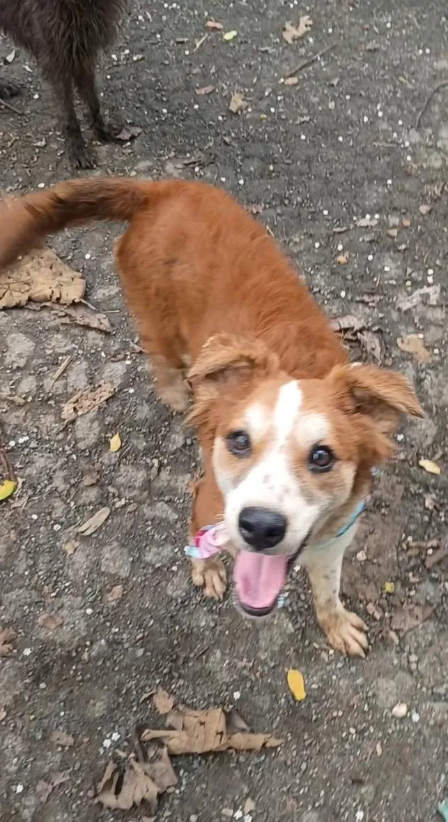 An adult small-sized female Spaniel dog named Daniela for adoption in Albion, NY