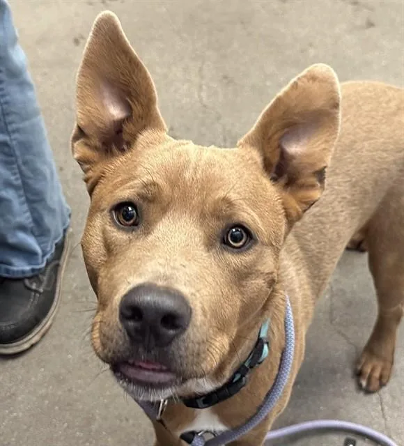 A young large-sized male Pit Bull Terrier dog named Smokey for adoption in Tucson, AZ