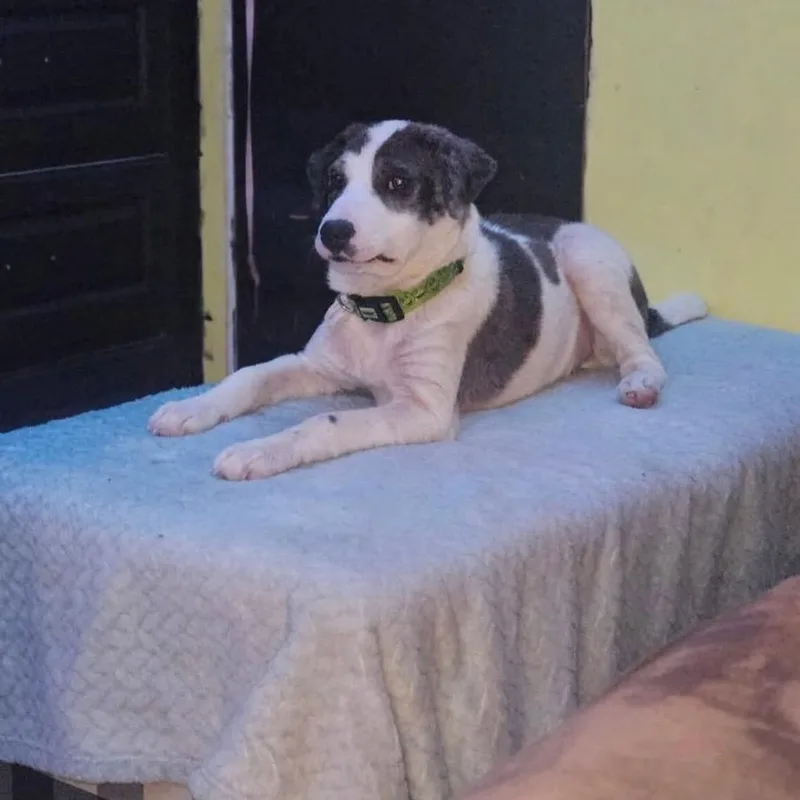 A young small-sized male White / Cream Australian Cattle Dog / Blue Heeler dog named Jake for adoption in Brooksville, KY