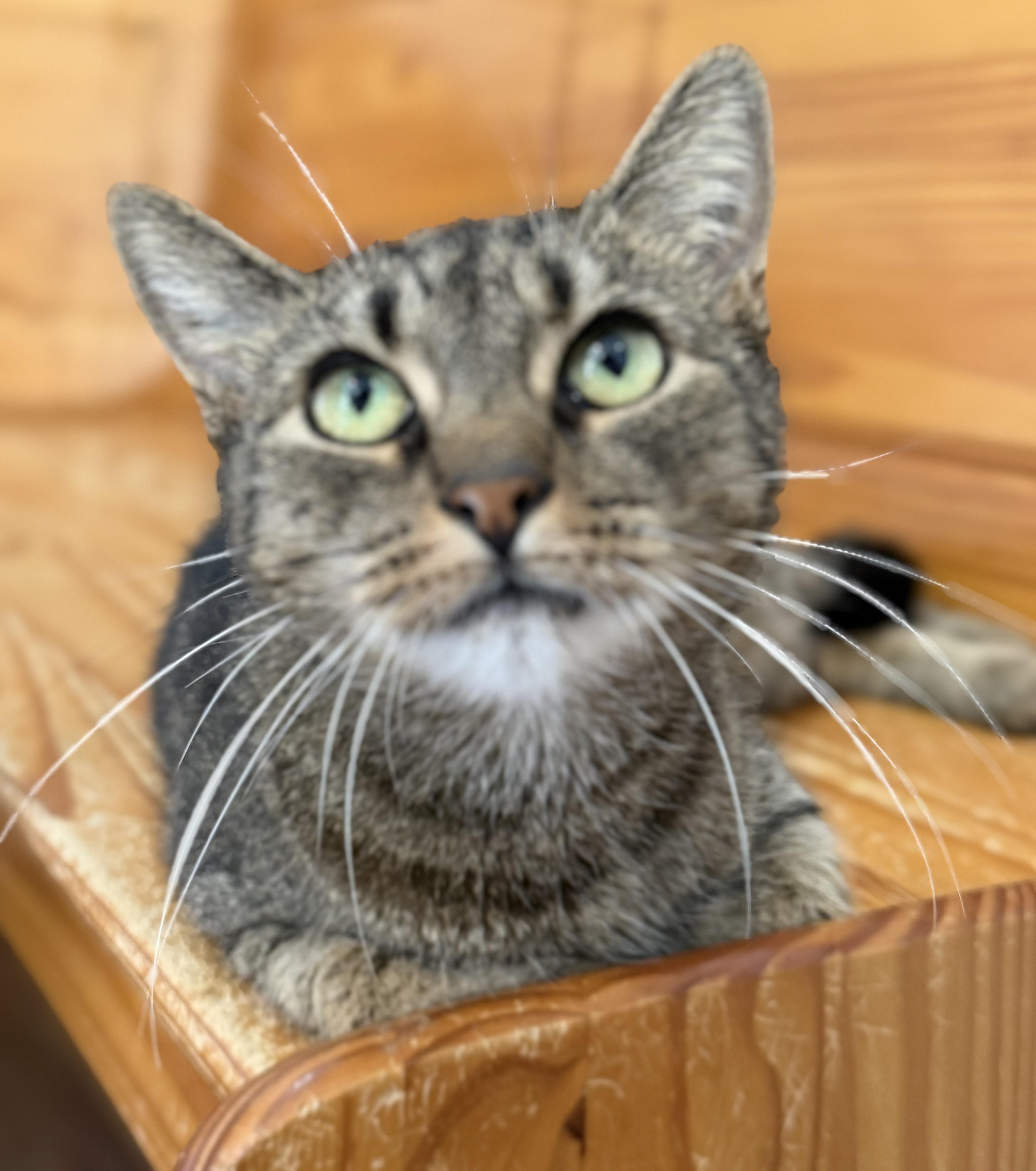 A young small-sized female Tabby (Brown / Chocolate) Domestic Short Hair cat named Lizzie for adoption in Lawrenceville, GA