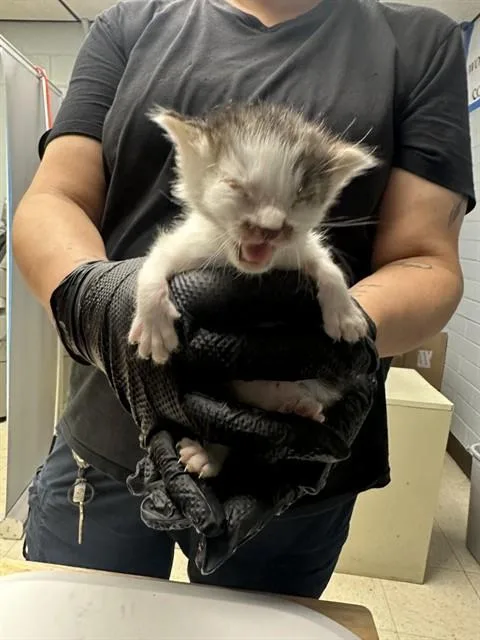 A baby small-sized male Domestic Short Hair cat named Timmy for adoption in Stockton, CA