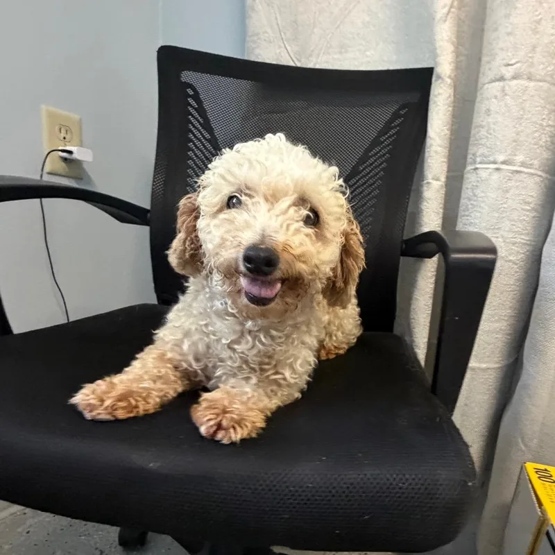 An adult small-sized female White / Cream Poodle dog named Wookie for adoption in Blair, WI