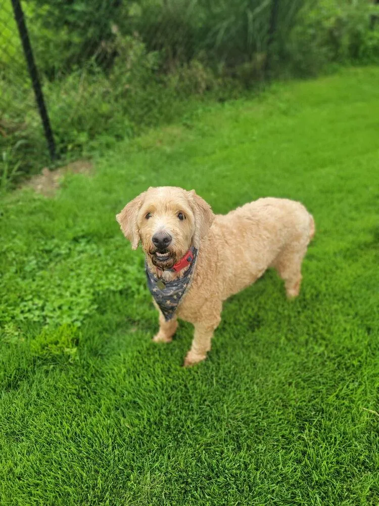 An adult medium-sized male Goldendoodle dog named Bruno for adoption in Jefferson Hills, PA