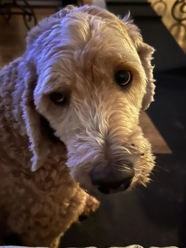 Bruno thumbnail 3