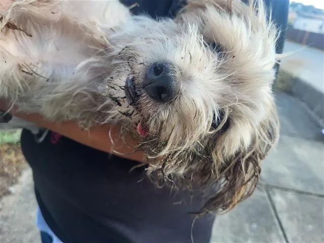 An adult small-sized male Terrier dog named Pigeon for adoption in San Antonio, TX