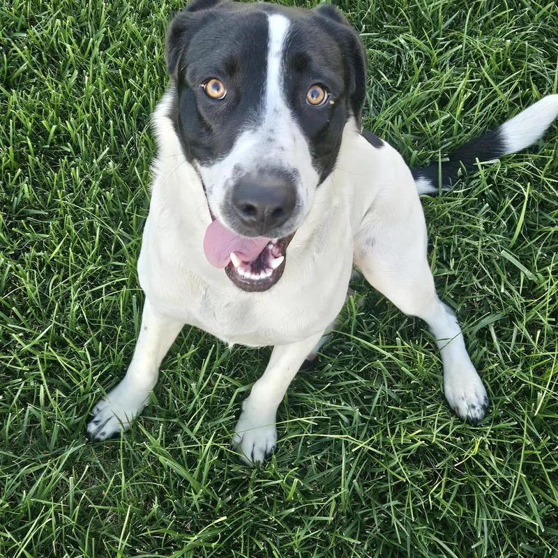 A young large-sized female Labrador Retriever dog named Beloved Bayley for adoption in Issaquah, WA