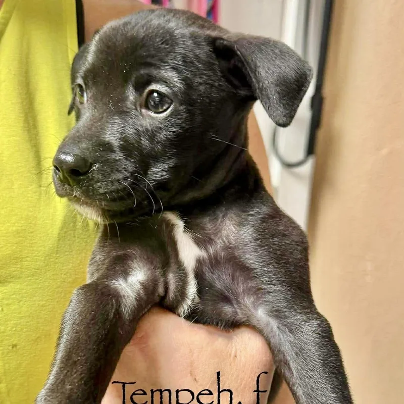 A baby medium-sized female Black Labrador Retriever dog named Tempeh for adoption in Austin, TX