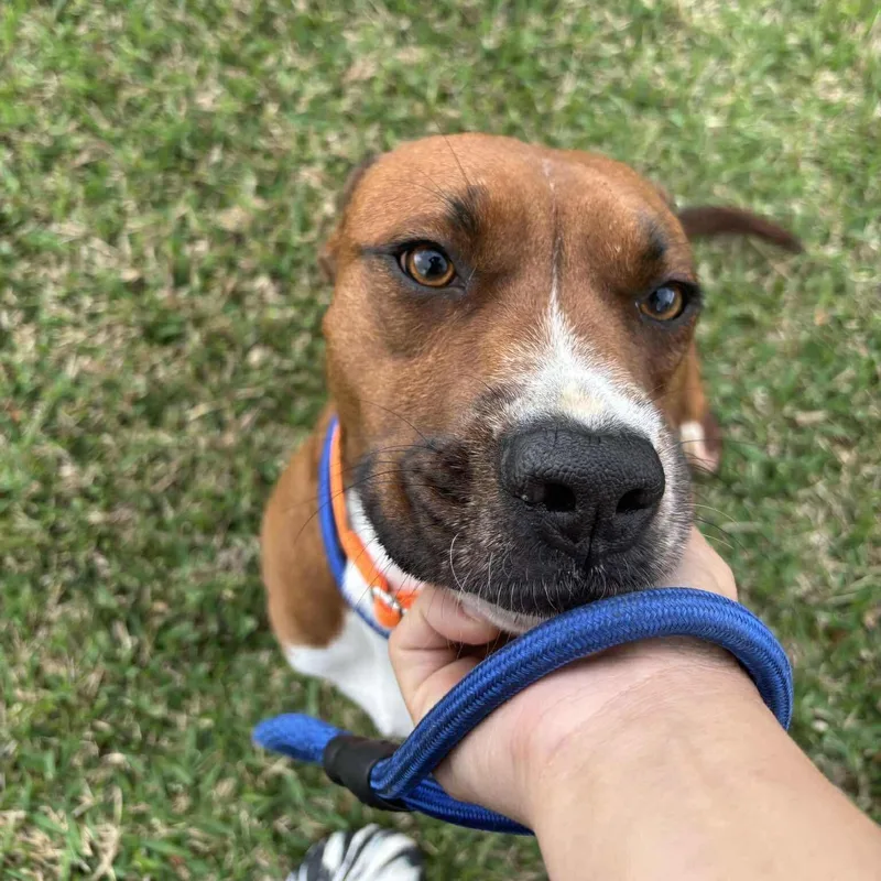 Tennessee And Whiskey thumbnail 4